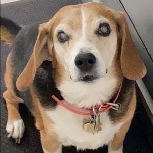 Meet your Posher, Janet